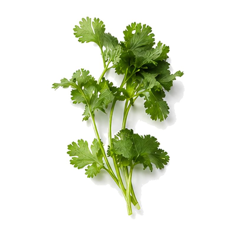 Cilantro